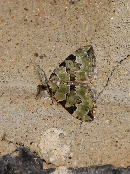 Colostygia pectinataria  - Michele Cento