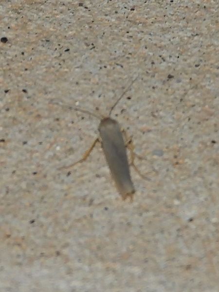 Eilema caniola  - Michele Cento