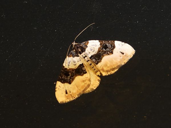 Cosmorhoe ocellata  - Michele Cento