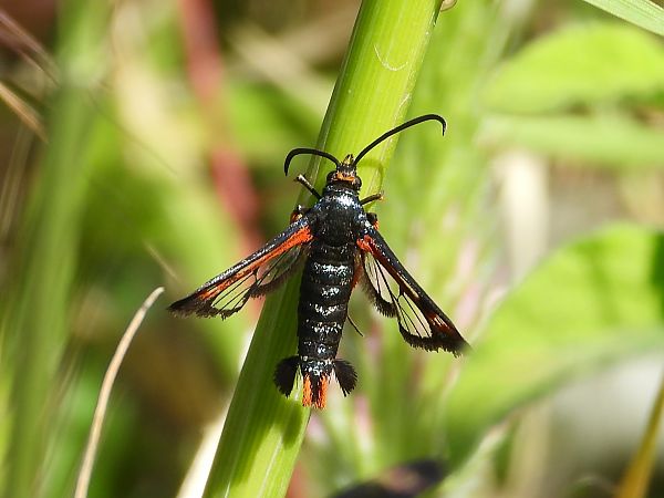 Pyropteron chrysidiformis  - Michele Cento