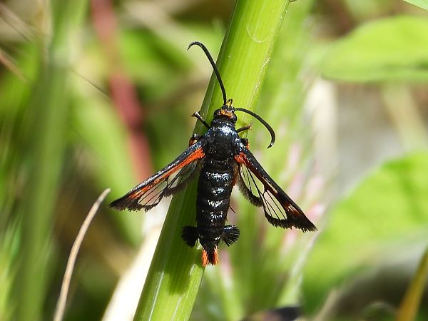 Pyropteron chrysidiformis  - Michele Cento