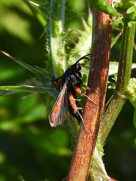 Pyropteron chrysidiformis  - Michele Cento