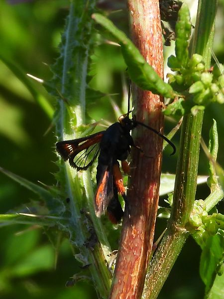 Pyropteron chrysidiformis  - Michele Cento