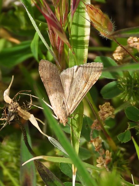 Nomophila noctuella  - Michele Cento
