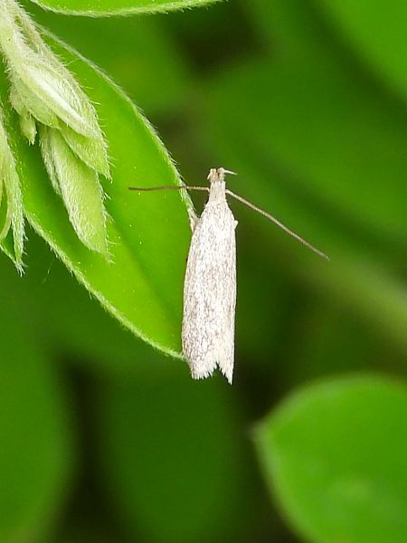 Heterocera sp.  - Michele Cento