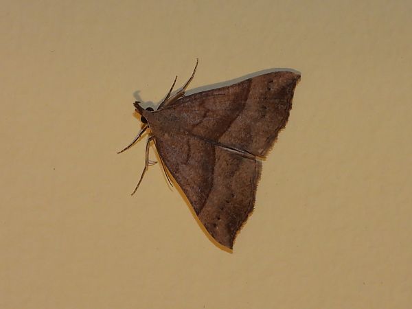 Hypena proboscidalis  - Michele Cento