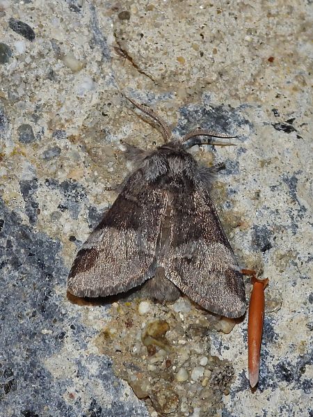 Drymonia dodonaea  - Michele Cento