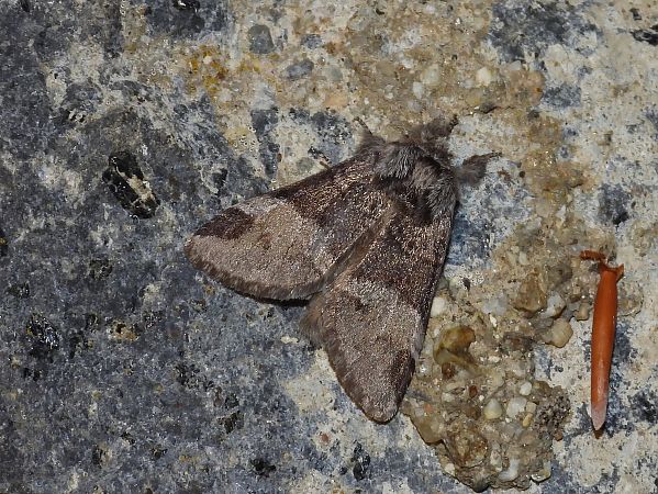 Drymonia dodonaea  - Michele Cento