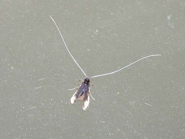 Adela reaumurella  - Michele Cento