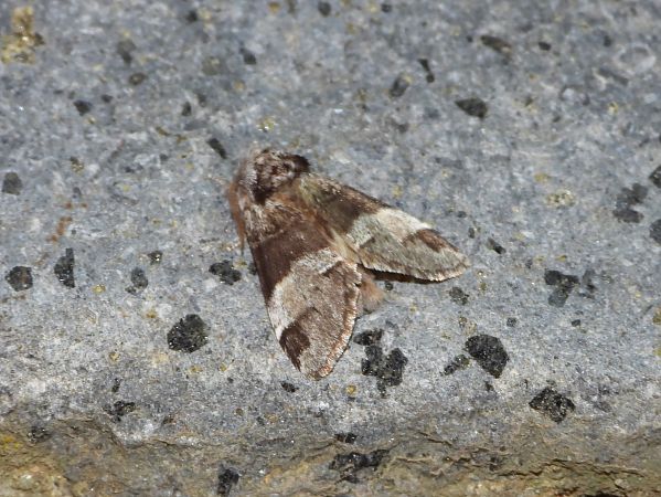 Drymonia dodonaea  - Michele Cento