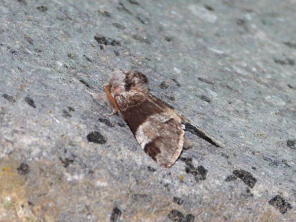 Drymonia dodonaea  - Michele Cento