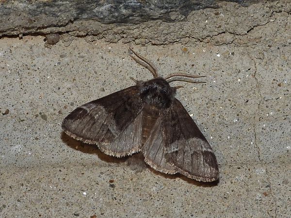 Drymonia dodonaea  - Michele Cento