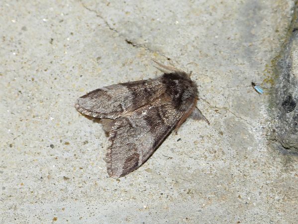 Drymonia dodonaea  - Michele Cento