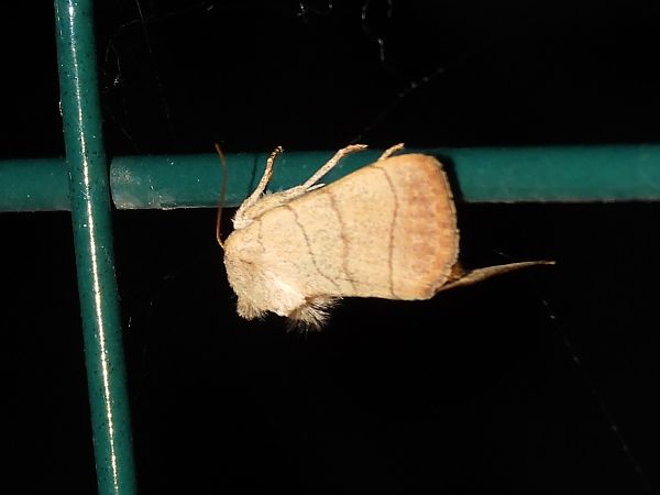 Charanyca trigrammica  - Michele Cento