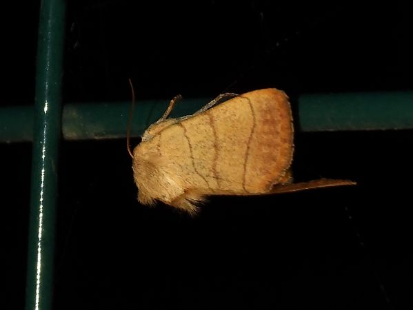 Charanyca trigrammica  - Michele Cento