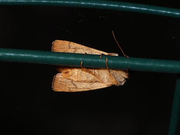 Charanyca trigrammica  - Michele Cento