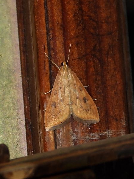 Udea ferrugalis  - Michele Cento