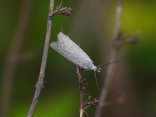 Coleophora sp.  - Michele Cento