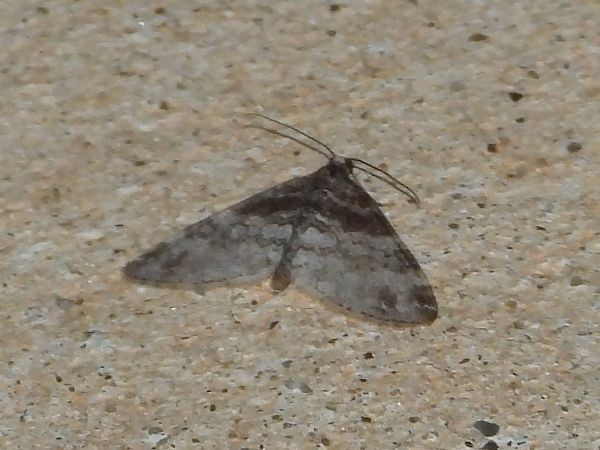 Lobophora halterata  - Michele Cento