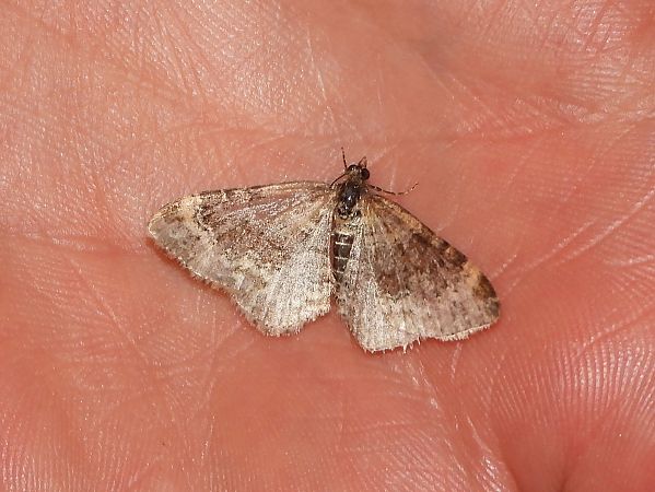 Xanthorhoe ferrugata / spadicearia  - Michele Cento