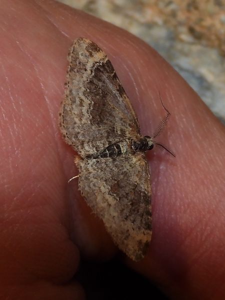 Xanthorhoe ferrugata / spadicearia  - Michele Cento