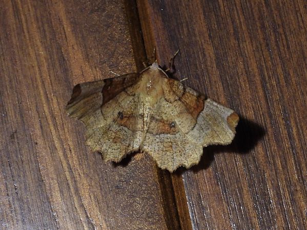 Selenia lunularia  - Michele Cento