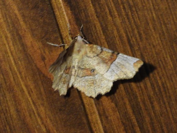 Selenia lunularia  - Michele Cento