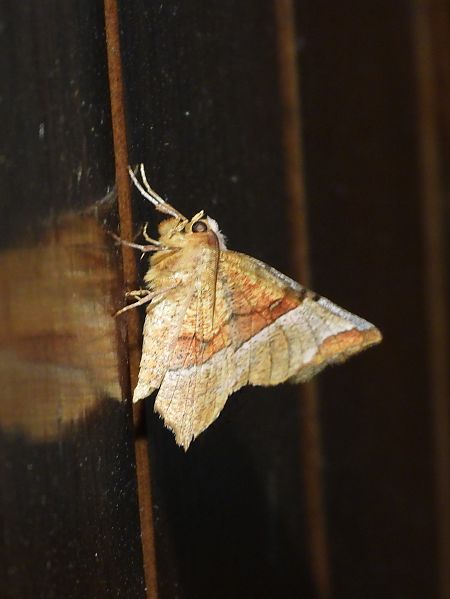 Selenia lunularia  - Michele Cento