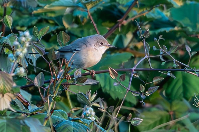 Bigia di Rüppell  - Flavio Felici