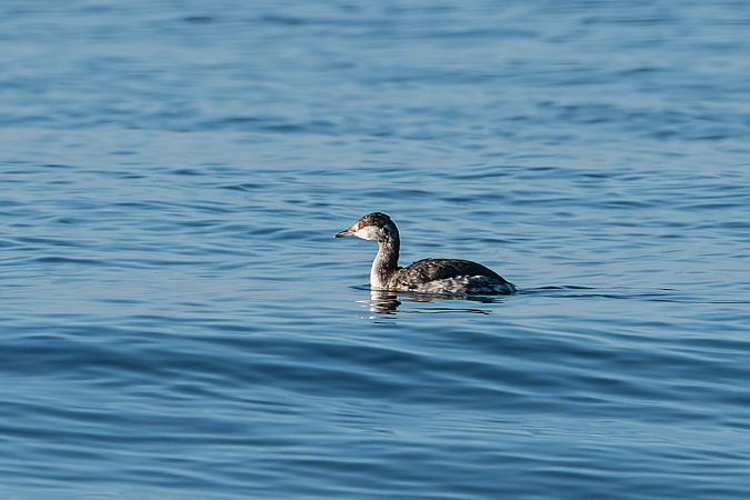 Svasso cornuto  - Flavio Felici