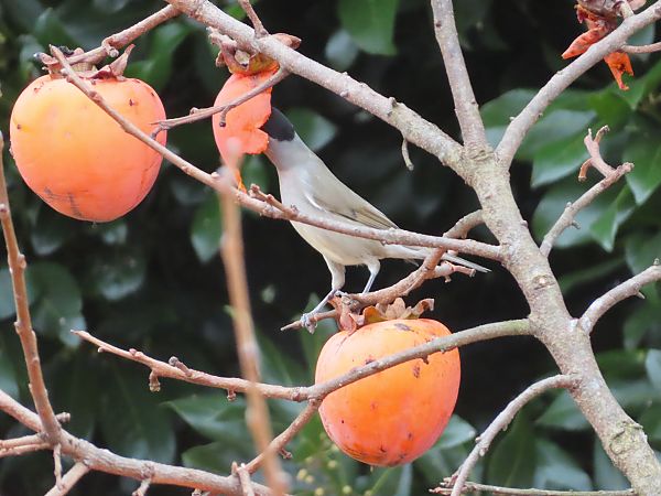 Capinera  - Massimo Perinotto