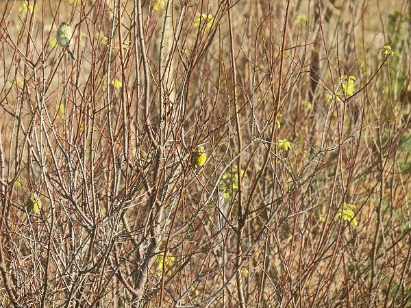 Verzellino  - Massimo Perinotto