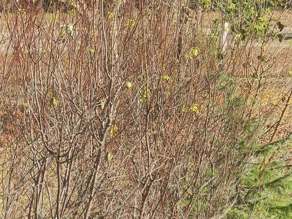 Verzellino  - Massimo Perinotto