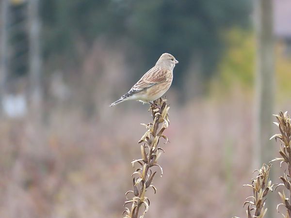 Fanello  - Massimo Perinotto