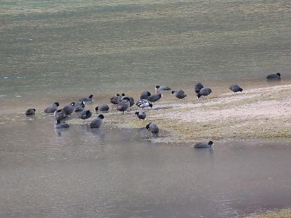 Folaga  - Massimo Perinotto