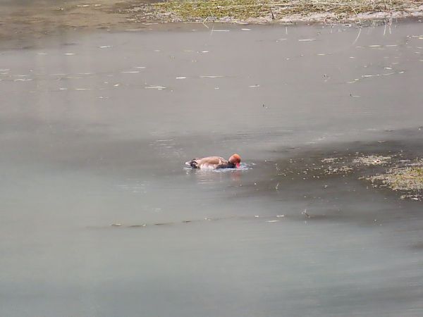 Fistione turco  - Massimo Perinotto