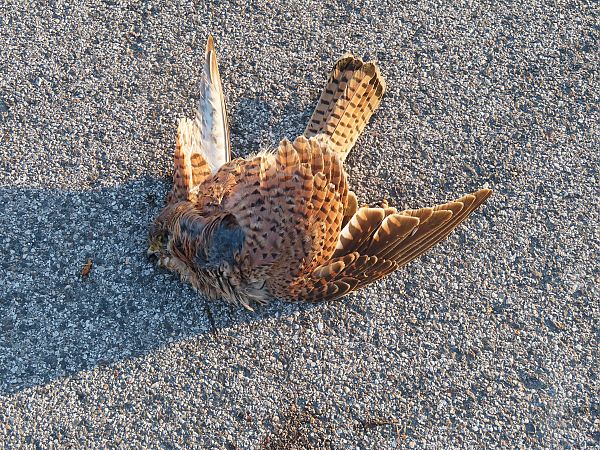 Gheppio  - Massimo Perinotto