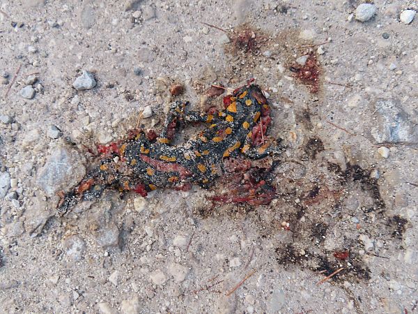 Salamandra pezzata  - Massimo Perinotto