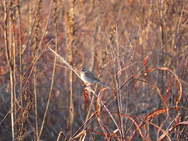 Migliarino di palude  - Massimo Perinotto