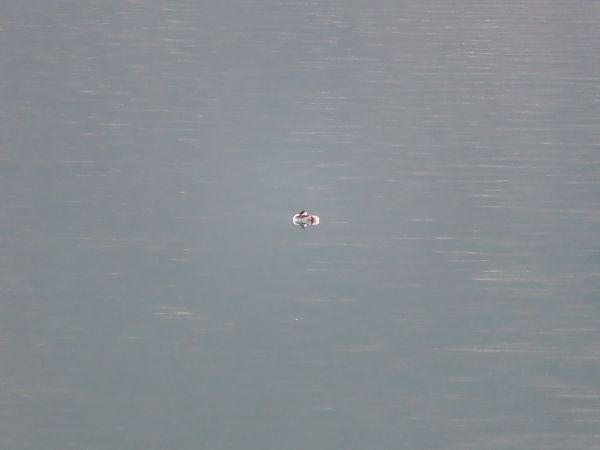 Svasso indet.  - Massimo Perinotto