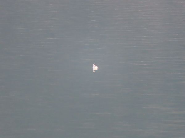 Svasso indet.  - Massimo Perinotto