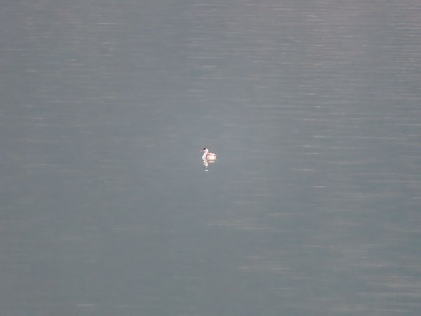 Svasso indet.  - Massimo Perinotto