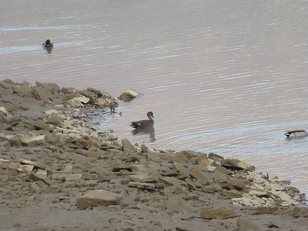 Canapiglia  - Massimo Perinotto