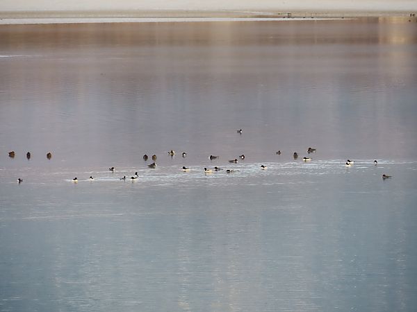 Smergo maggiore  - Massimo Perinotto