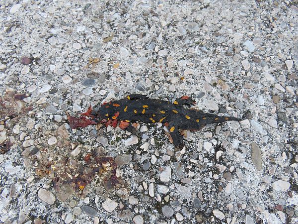 Salamandra pezzata  - Massimo Perinotto