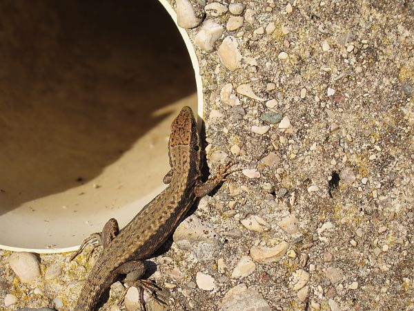 Lucertola muraiola  - Massimo Perinotto
