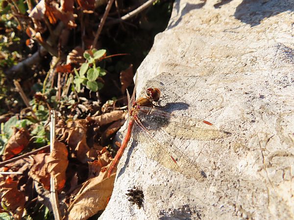 Sympetrum striolatum  - Massimo Perinotto
