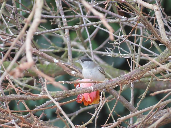 Capinera  - Massimo Perinotto