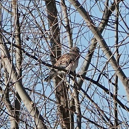 Tortora orientale  - Ivano Candon