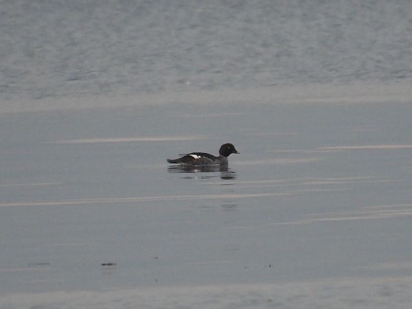 Quattrocchi  - Viviana Genna